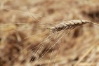 Bio Salvati Pasta Bio e Senza Glutine