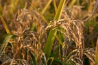 Bio Salvati Pasta Bio e Senza Glutine