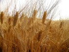 Bio Salvati Pasta Bio e Senza Glutine