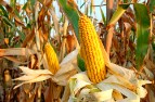 Bio Salvati Pasta Bio e Senza Glutine